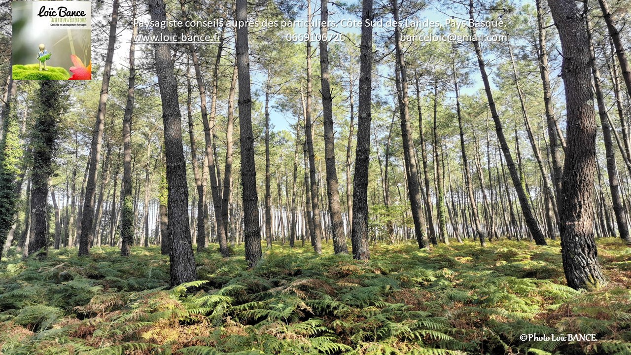 Paysagiste Landes La Foret Landaise