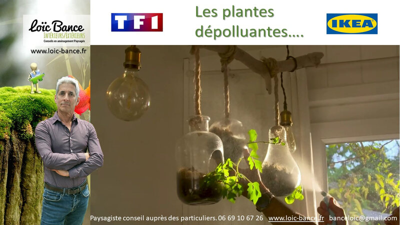 Paysagiste Landes Plantes depolluantes avec TF1 et IKEA.
