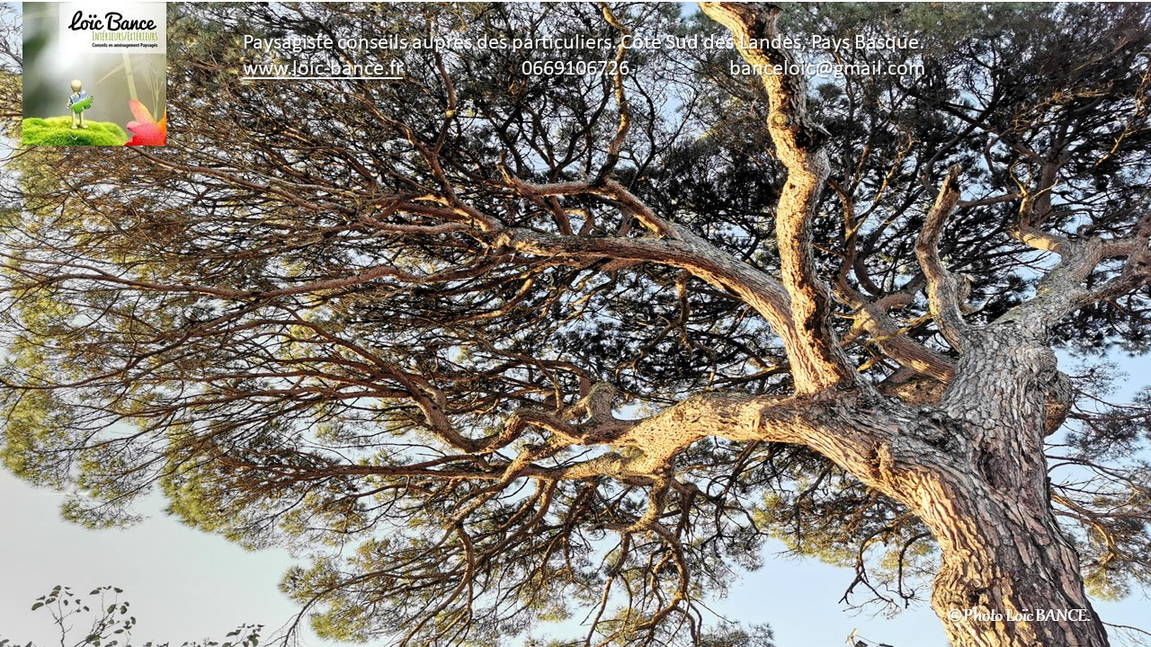 Paysagiste Landes L Art de Sculpter  la Nature