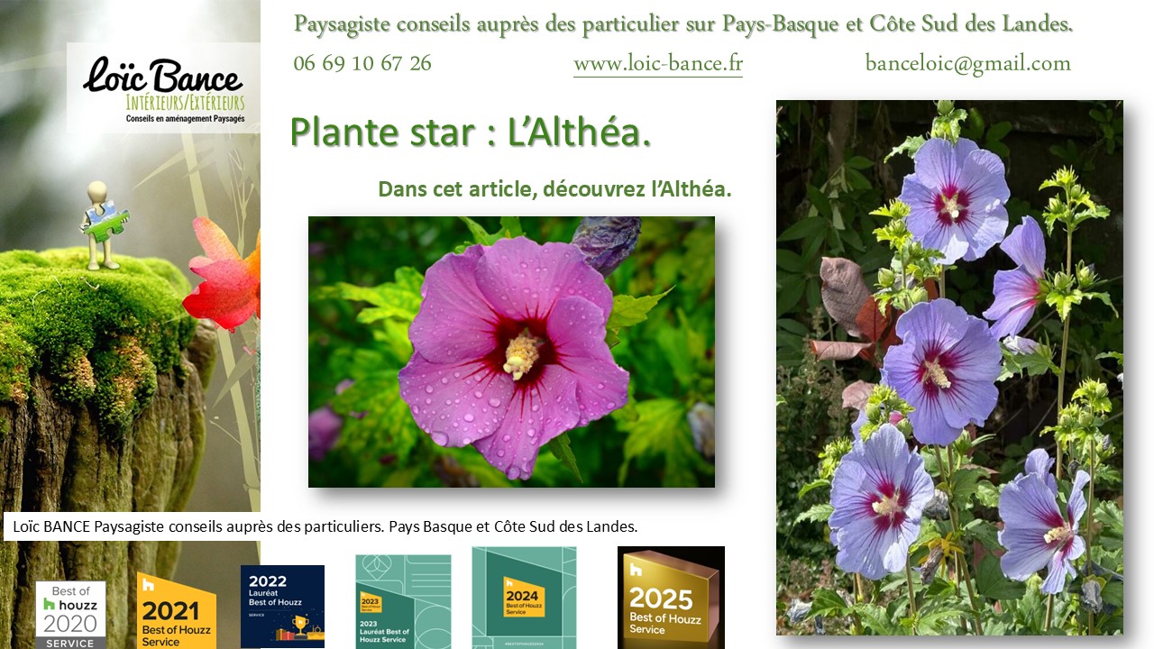 Fiche technique de l'Alth�a Hibiscus par Landes paysages
