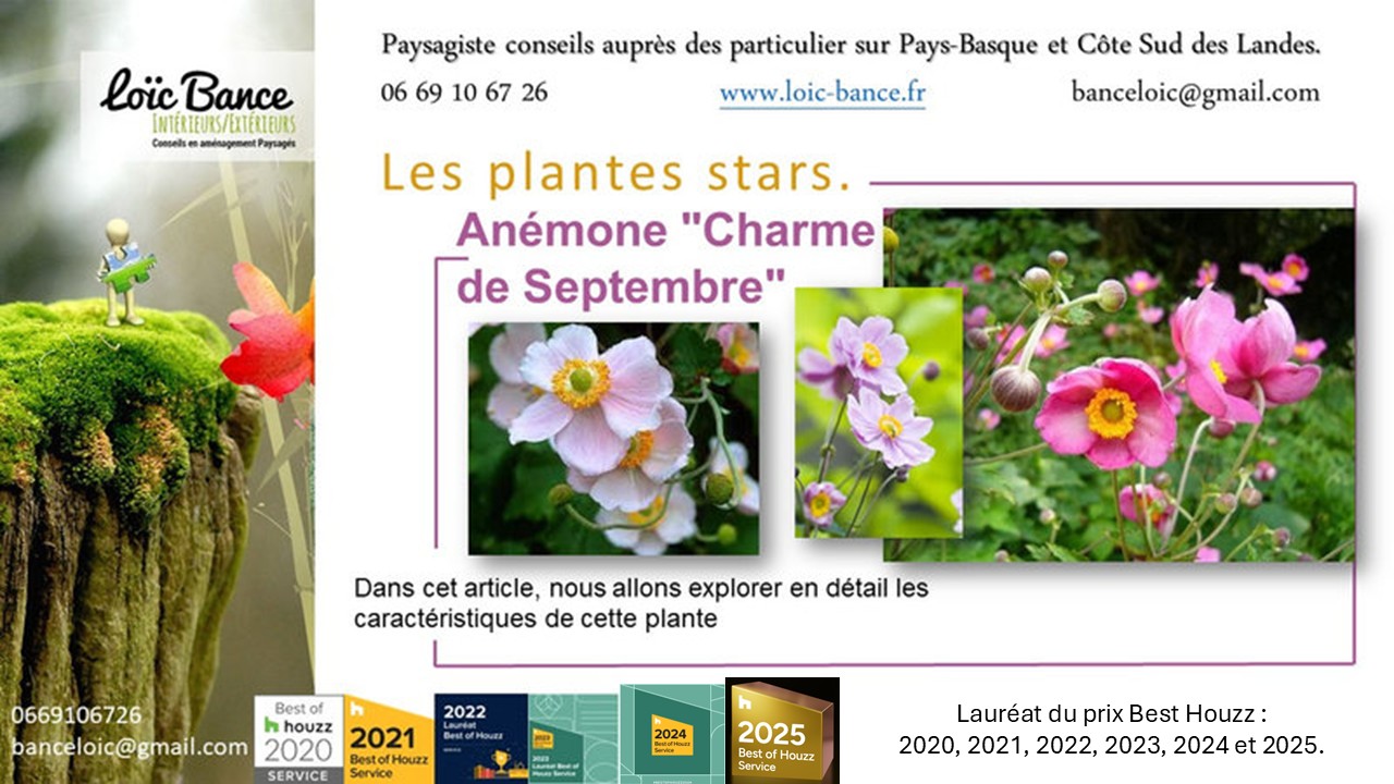 Plantes; Vivaces; Plantes star; Anmones; Anmone September Charm; Jardiniers; Radio; Jardins d'ici; Paysages; Amnagements paysagers; Landes; Paysagiste Landes; Pays Basque; Paysagiste Pays Basque; Concepteur de jardins; Ahetze; Paysagiste Ahetze; Anglet; Paysagiste Anglet; Arbonne; Paysagiste Arbonne; Arcangues; Paysagiste Arcangues; Bayonne; Paysagiste Bayonne; Biarritz; Paysagiste Biarritz; Capbreton; Paysagiste Capbreton; Guthary; Paysagiste Guthary; Hossegor; Paysagiste Hossegor; Saint Jean de Luz; Paysagiste Saint Jean de Luz; Seignosse; Paysagiste Seignosse; Tosse; Paysagiste Tosse; Dax; Paysagiste Dax; 