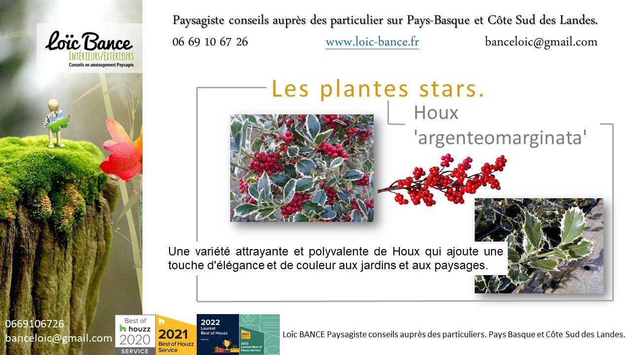 Paysagiste Landes. Houx 'argenteomarginata'.